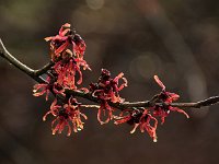 Hamamelis Antoine Kort 2016 01 23 9005